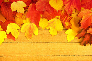  autumn leaves