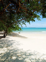 Trees Shade by the Turquoise sea