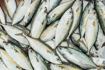 fresh fish at market on sale