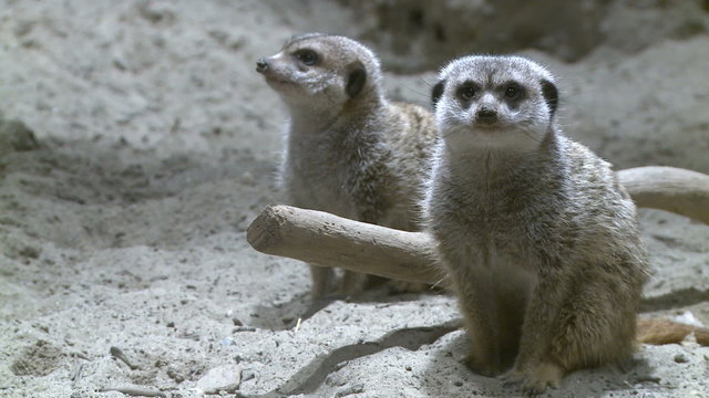 Curious meerkats