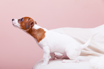 cute small dog Jack Russell terrier