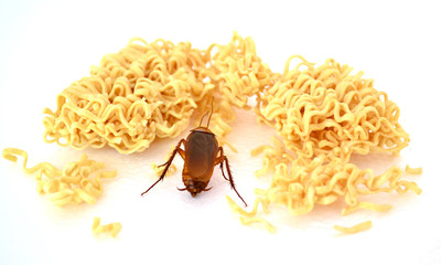 Cockroach find small piece noodle