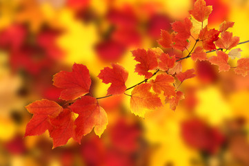 autumn leaves background