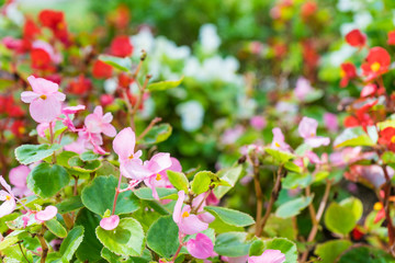 Begonia flowers