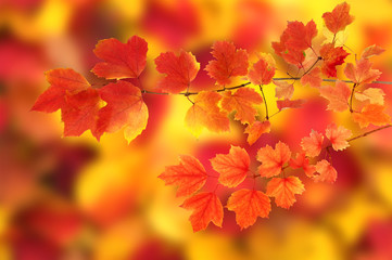 autumn leaves background