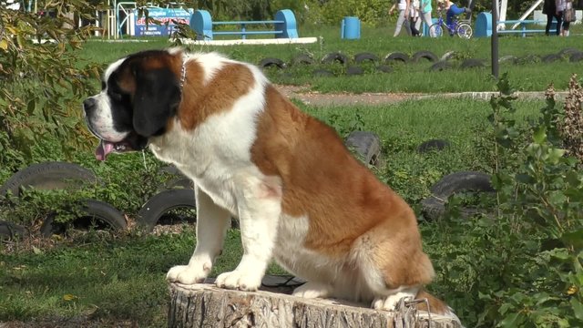 Dog breed St. Bernard resting outdoors
