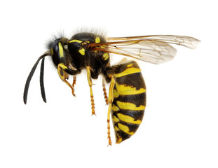 wasp