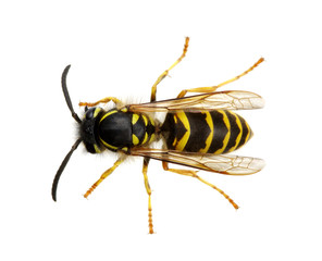 wasp