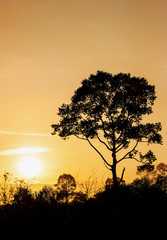 Fototapeta na wymiar Silhouette the tree with sunrise in morning light
