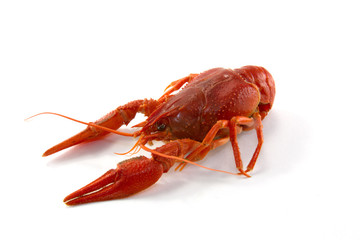 Boiled crawfish