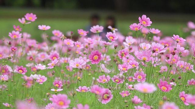 ピンクのコスモスと色づくコキアが広がる秋の丘（固定撮影）｜安定した固定アングルの映像素材