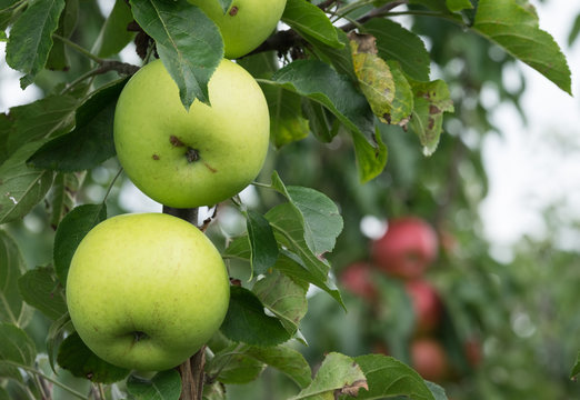 Gr&uuml;ner Apfel am Baum