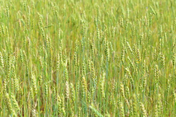 The growing wheat