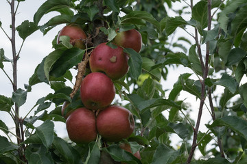 Rote Äpfel am Baum