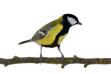 great tit