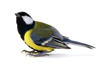 great tit