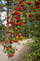 Fototapeta na wymiar Bunches of red rowan on tree