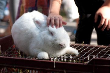 Obraz premium children's hand stroking a white rabbit lying on the cage