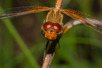 Closeup macro shot of beautiful orange dragonfly with amazing colors resting on a twig. A dragonfly...
