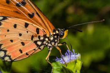 Beautiful butterfly wings are sucking nectar from purple flowers, Macro view