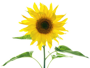 Obraz premium Sunflower with green leaves