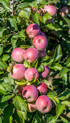 Reife &Auml;pfel aus Rheinhessen (Mainz Drais)