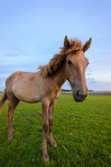 Obraz na płótnie Canvas Horse on the field grass