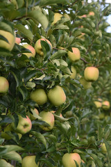 melo meli mele raccolta mele mele su albero alberi frutteto