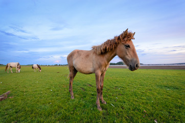 Horse on the field grass with sunset and mountain background