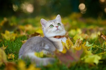 Gorgeous British blue Golden shaded kitten lying in the fallen leaves in the garden in the fall
