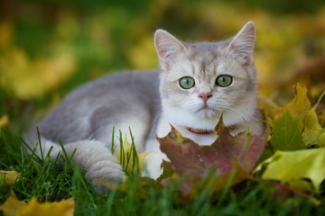 Adorable British blue Golden shaded kitten lying in the fallen leaves in the garden in the fall

