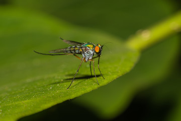 fly on green leaf,Macro view