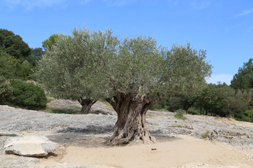 Olivenbaum