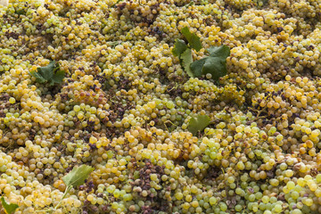 Vendemmia : raccolto di uva bianca