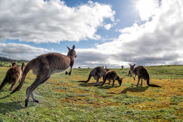 Portrait de mère et de fils de père de famille de kangourous