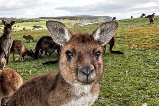 Kangaroo looking at you on the grass
