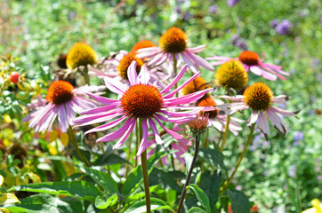 Echinacea
