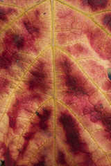 Obraz premium Macro di una foglia di vite rossa e gialla in autunno. Texture organica. 