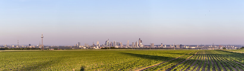 Fototapeta na wymiar skyline of Frankfurt with fields