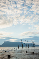 Dead trees and muddy beach at sunset