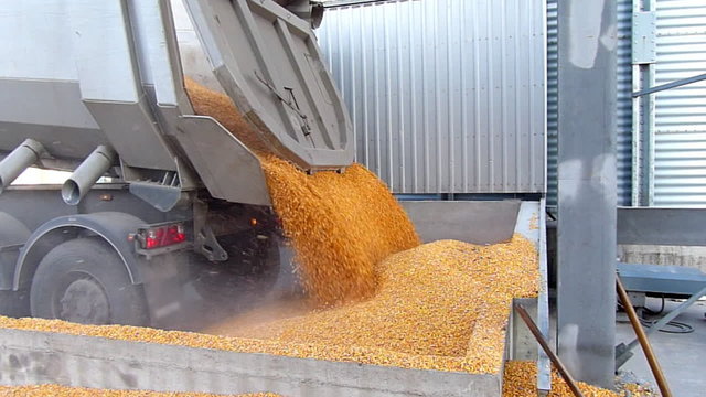 Corn grain in a agricultural silo, unloading from the truck trailer after harvest, slow motion