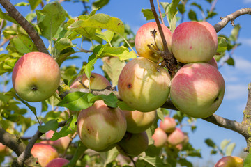 Apples on tree