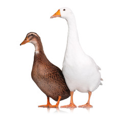 Duck and goose