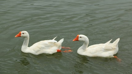 The Swan Swimming on Lake in Thailand
