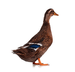 Domestic duck