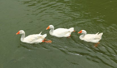 The Swan Swimming on Lake in Thailand