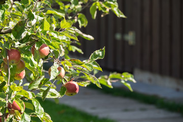 Apfelbaum und Apfel