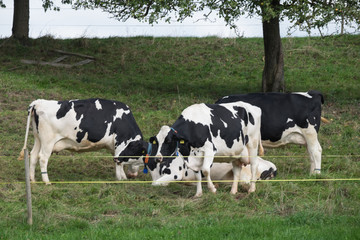 K&uuml;he in Bewegung