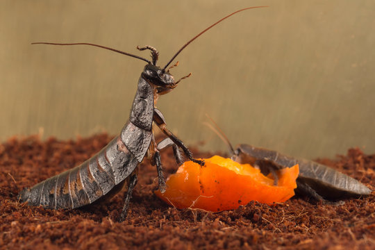 closeup Madagascar cockroaches eats orange fruit