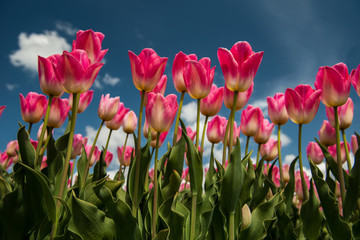 Tulip culture, Netherlands